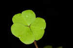 Mountain woodsorrel